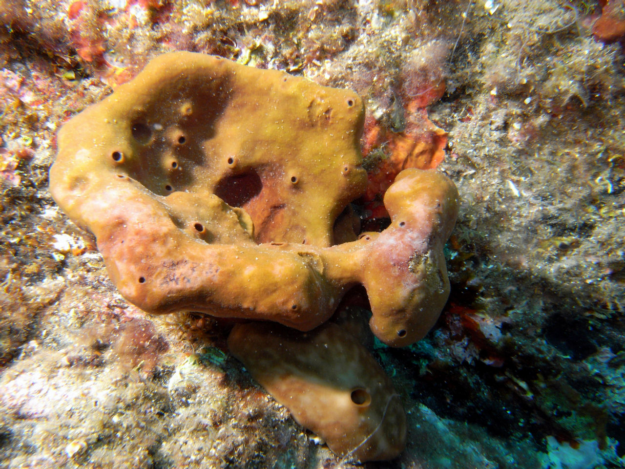 Petrosia ficiformis